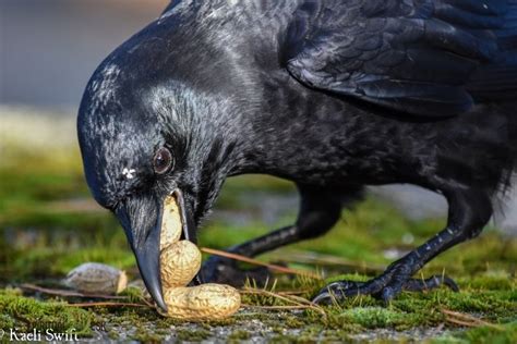 Feeding Crows Spiritual Meaning: Transformation!