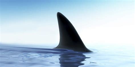 NJ moves to ban shark fin trade