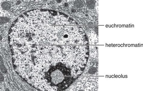 Figure 6.11. Euchromatin and Heterochromatin in an Interphase Nucleus