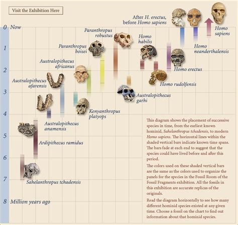 Homonid evolution timeline, from Yale University Museum's permanent ...