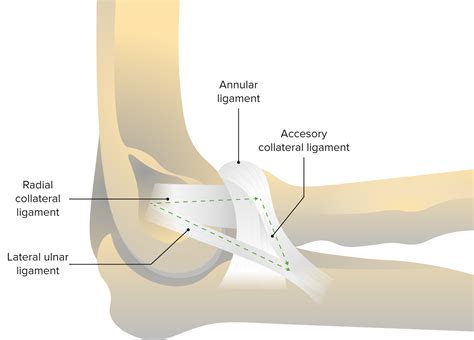 Diagram Of Elbow Joint