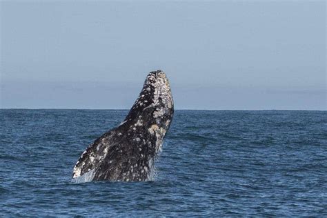 The Gray Whale Migration in California and Beyond - Oceanic Society