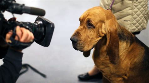 Patty Hearst's dog nabs win at Westminster - CNN