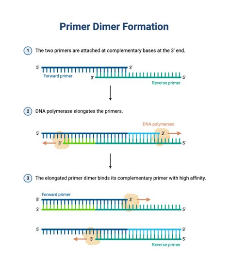 Primer Dimer Formation | BioRender Science Templates