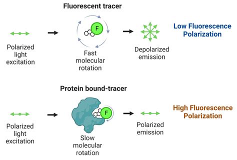 Fluorescence Polarization Assay Kits