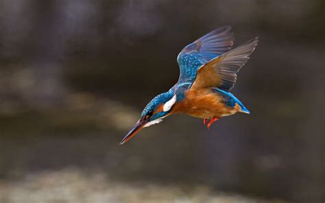 nature animals birds kingfisher wings Wallpapers HD / Desktop and ...