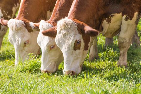 Is Grass-Fed Meat A Sustainable Alternative? - GenV