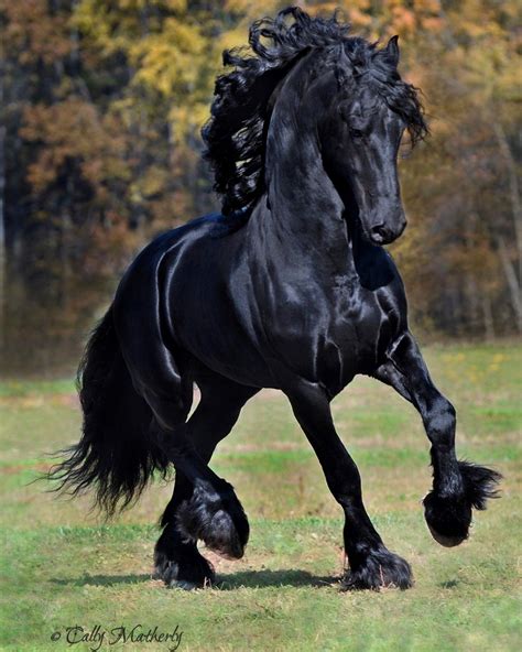 Fridse - Friesian stallion #FriesianHorses | Horses, Friesian horse ...