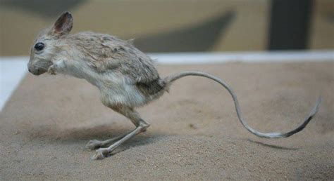 Facts About the Jerboa - The Fact Site