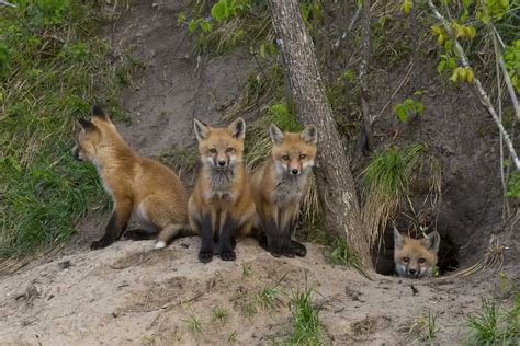 Fox Dens: How to detect their hidden location