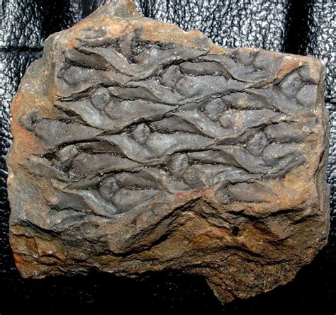 Lepidodendron, Fossil Carboniferous plant www.amberabg.com | Fossils ...