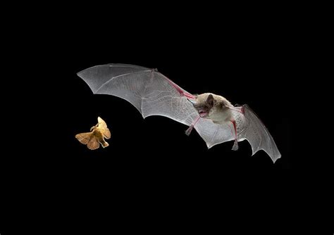 Little Brown Bat Hunting Moth Photograph by Michael Durham - Fine Art ...