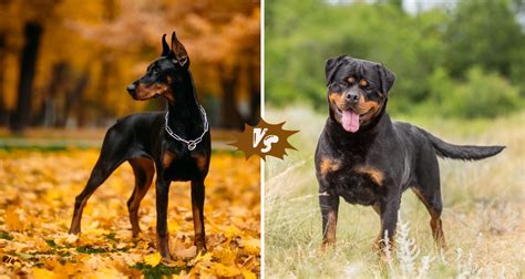 Doberman vs. Rottweiler: Key Differences & Similarities