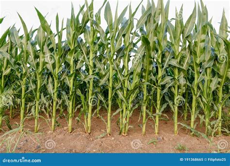 Row of corn stock image. Image of beginning, agriculture - 191368665