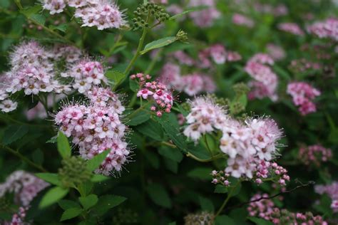 shrub | Donna's Garden