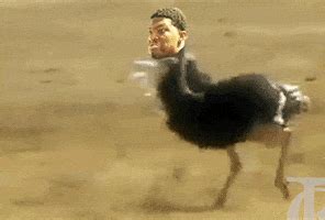 Emu Emu GIFs - Find & Share on GIPHY