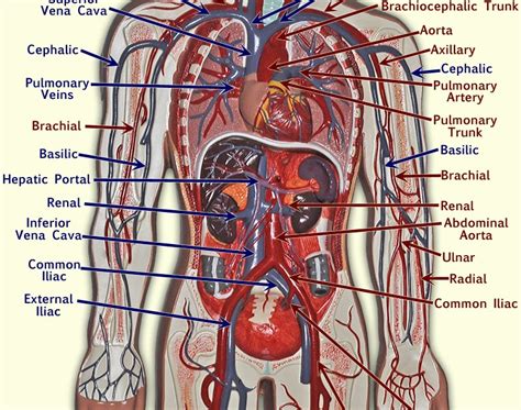 Label The Blood Vessel Human Bio Blood Vessels Circulatory Anatomy ...