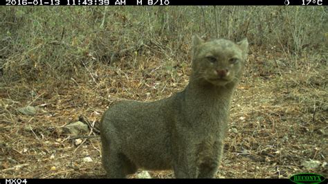 Jaguarundi: The Cat You Never Heard Of - Stephanie Manka, Ph.D.