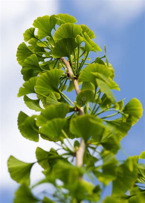 Leaves of a Ginkgo Biloba Tree,Maidenhair Tree,Ginkgophyta. Stock Image ...