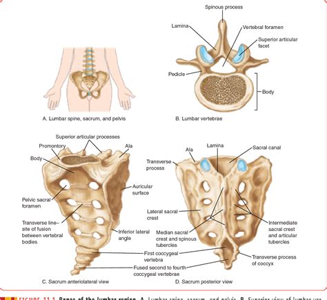 Anatomy of the lumbar spine – Artofit