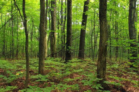 Photography of green forest during day time HD wallpaper | Wallpaper Flare