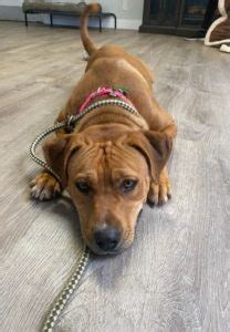 Blossom - Rhodesian Ridgeback/Pit Bull Mix - Last Chance at Life