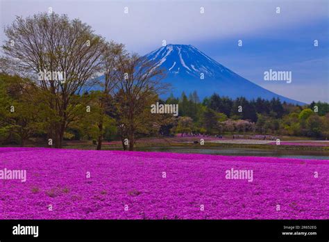 Mount Fuji and cherry blossoms Stock Photo - Alamy