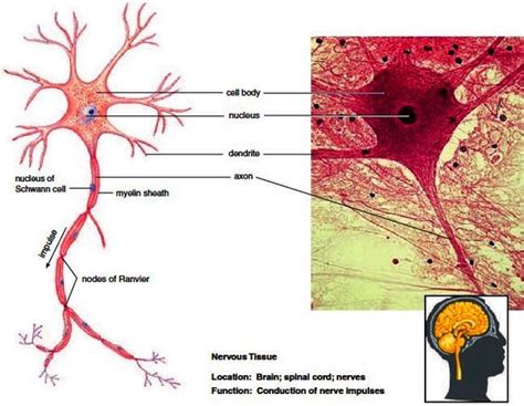 Envelopes and Neurons on Pinterest