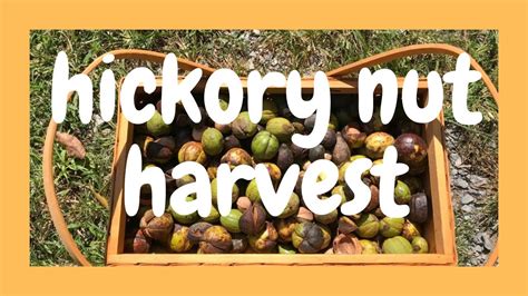 Harvesting shagbark & shellbark hickory nuts - YouTube