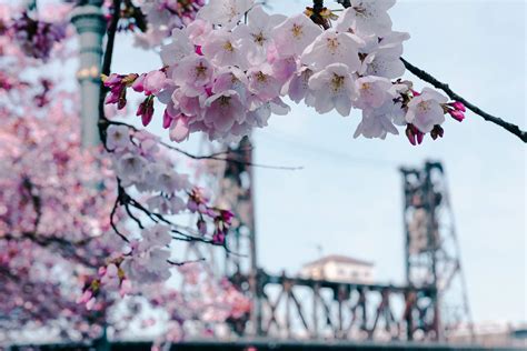 A local's guide to flower fields & festivals in Oregon