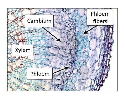 Cell Types, Cambium