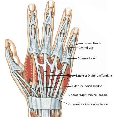 Extensor Tendon Injuries - Hand Surgery – Hand Specialist | Montreal ...