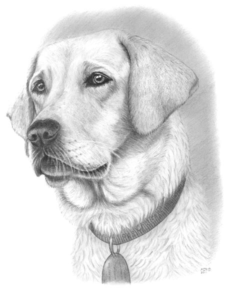 cute dog pencil drawing - Dong Cornish