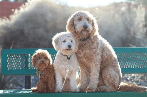 Goldendoodle Size Full Grown: How Big Do Goldendoodles Get?