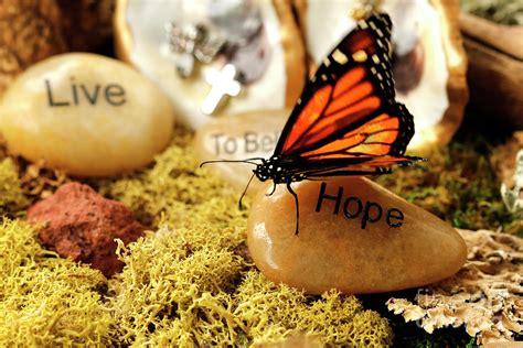 Butterfly Hope Photo Photograph by Luana K Perez | Pixels