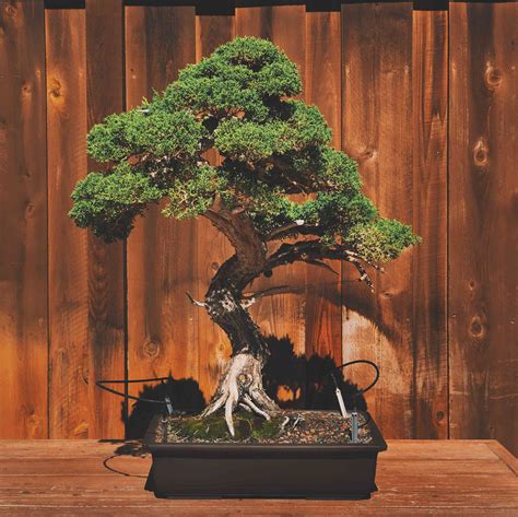 16 Common Bonsai Tree Species to Grow