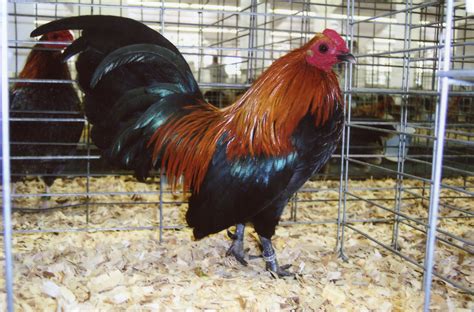 Brown Red Old English Bantam Chickens | Cackle Hatchery