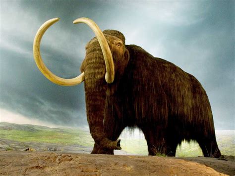 10 Extinct Animals that we all wanted to be in the World