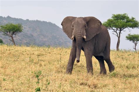 Safari in Tanzania – Land of the Serengeti ⋅ Natucate