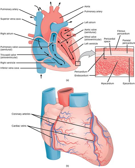 21.3. Mammalian Heart and Blood Vessels – Concepts of Biology