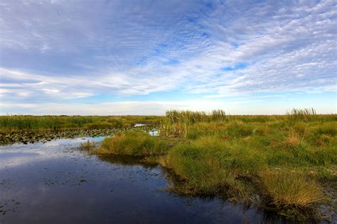 Free picture: bayou, Sauvage, wilderness, refuge, Orleans, Louisiana