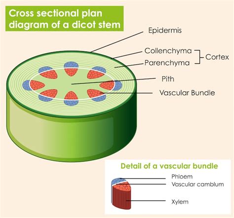 Cross Section Of A Dicot Stem