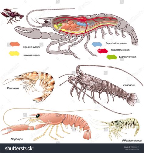 113 Anatomy of shrimp 图片、库存照片和矢量图 | Shutterstock