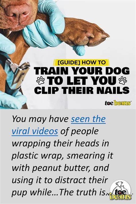 [Guide] How to Train Your Dog to Let You Clip Their Nails | Dog nails ...