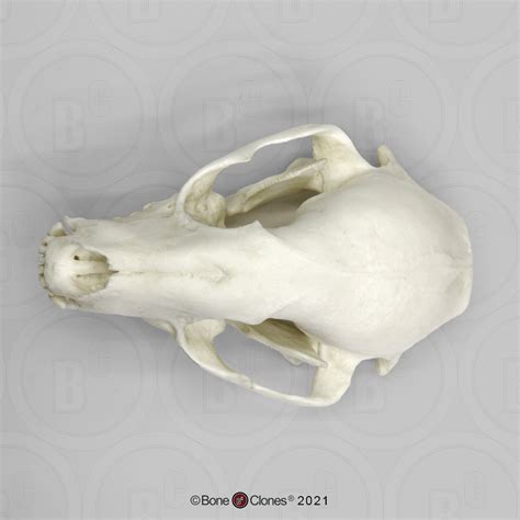 Raccoon Skull - Bone Clones - Osteological Reproductions