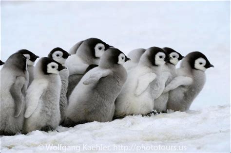 Emperor penguin chicks — Photo Tours