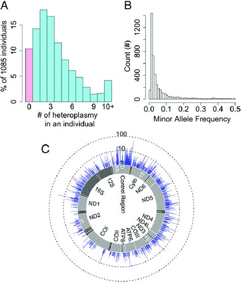 Distribution of heteroplasmy in the sample. (A) The percentage of ...