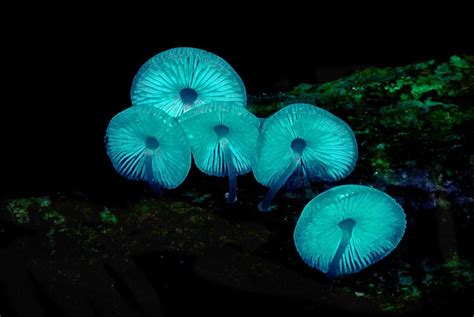 Bioluminescent Mushrooms by bardofthenorth5 on DeviantArt