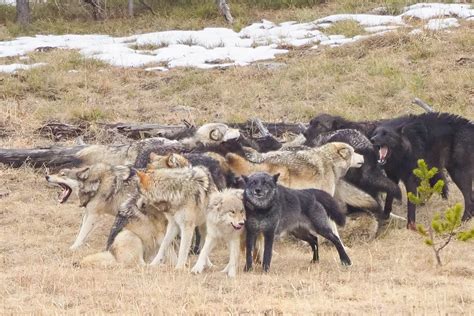 Watching the Wapiti Lake Wolf Pack - A Yellowstone Life