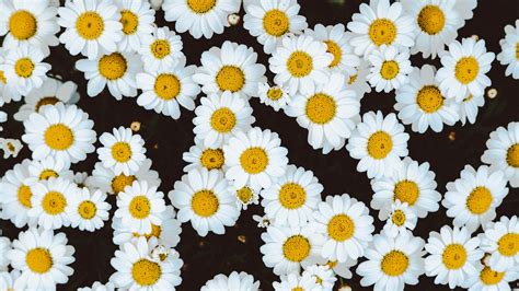 White daisies flowers background Wallpaper | 2560x1440 QHD resolution ...